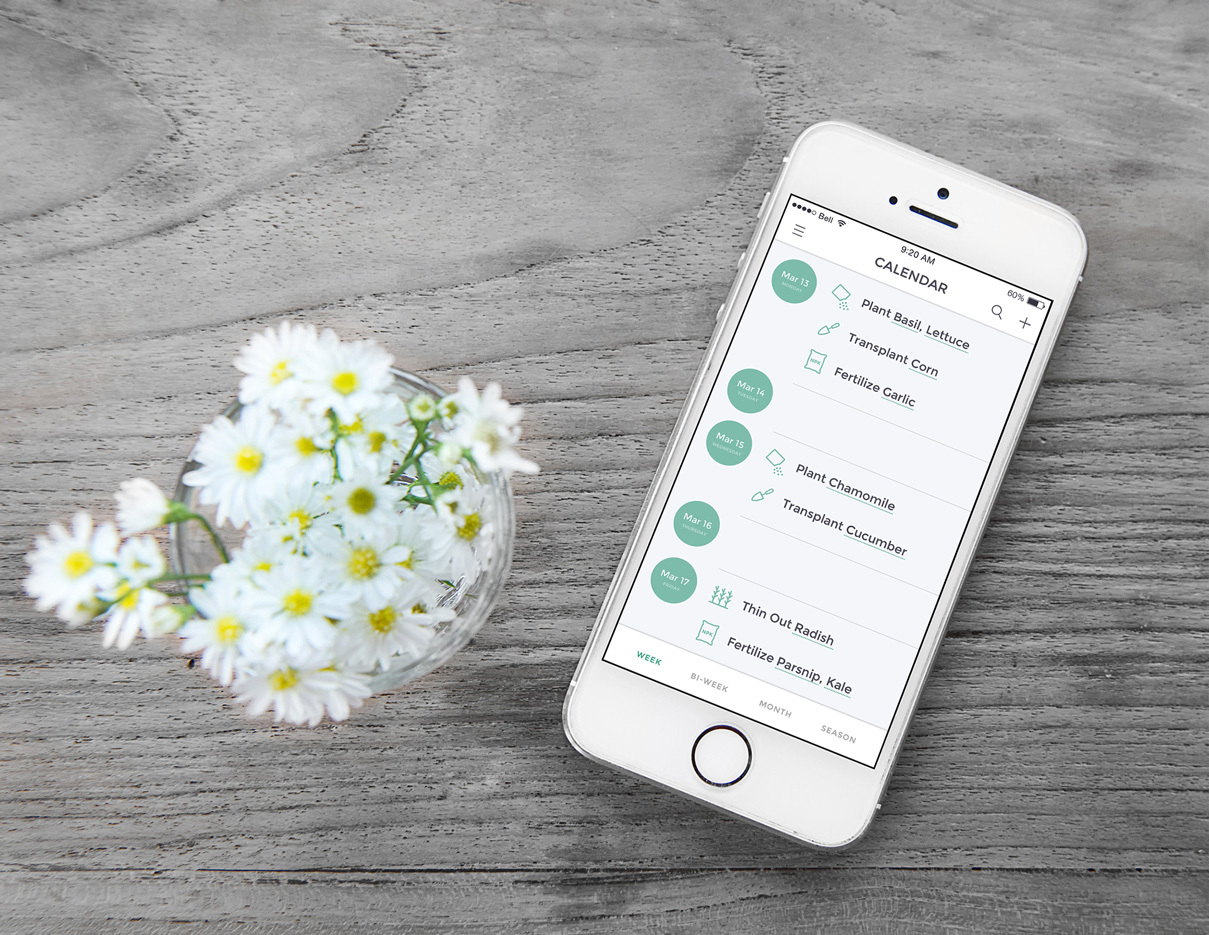 An iPhone on a wooden surface beside a jar of daisies, showing the GrowPal calendar with planting and transplanting tasks grouped by date.